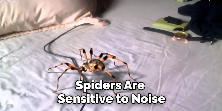 Spiders Are Sensitive to Noise