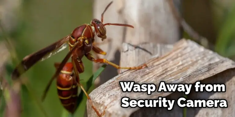 How to Keep Wasps Away From Security Cameras | (2024)